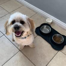 1 cup dog food bowls