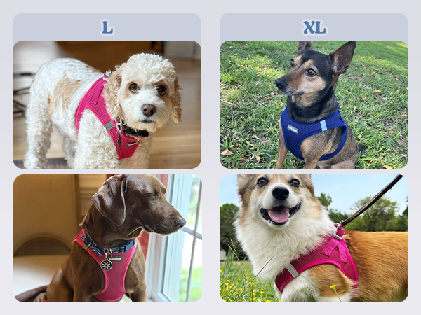 Adjustable dog harness for small dogs L XL