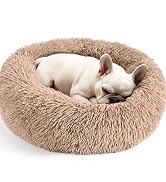 dog bed