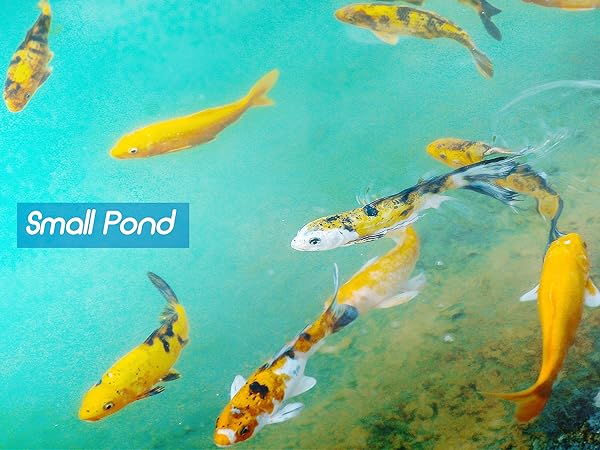 small pond