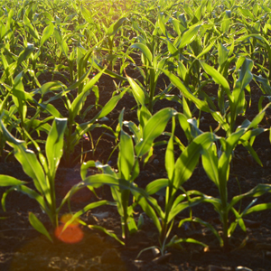 taylor precision products rain gauge