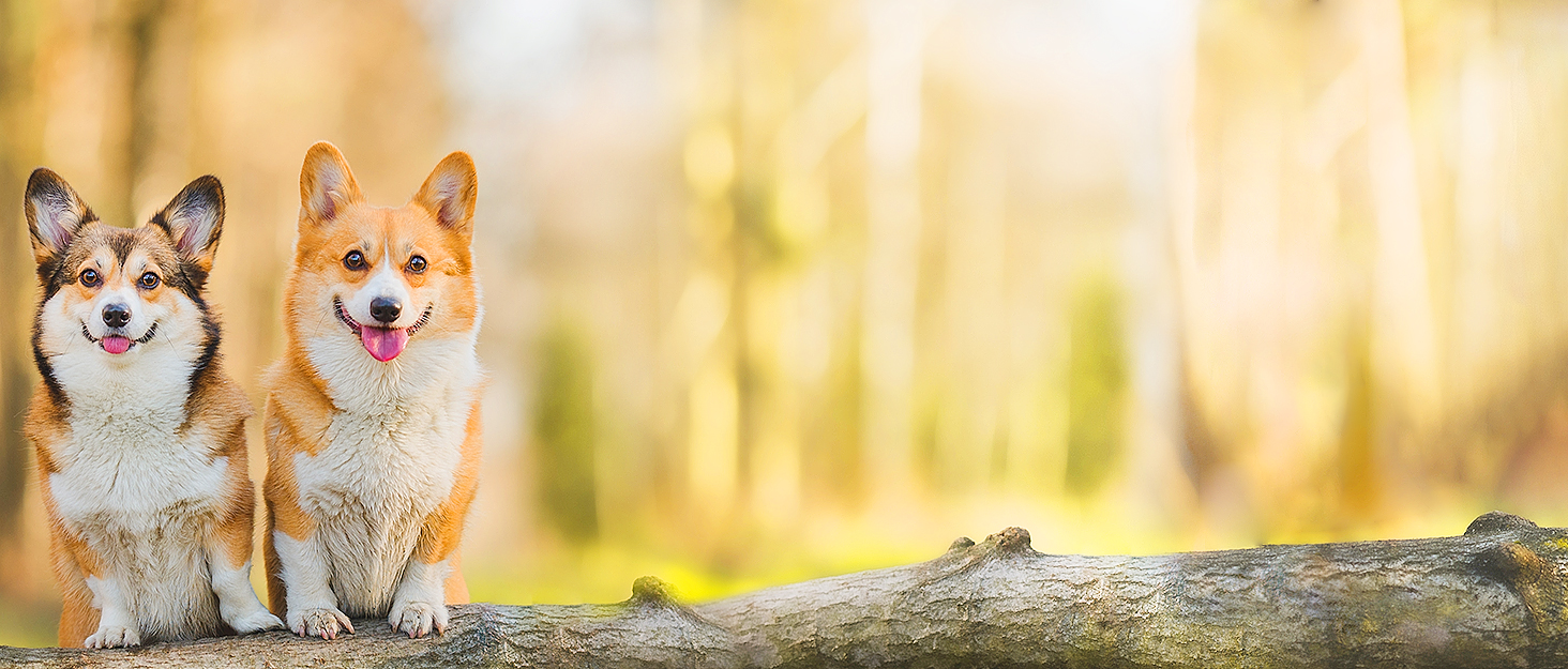 Furmylove