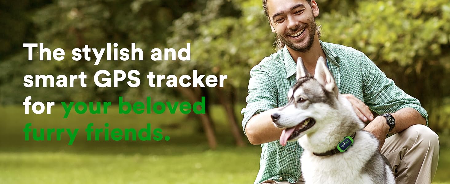 big dog walking walking in the grass with petloc8 gps tracker attached to collar