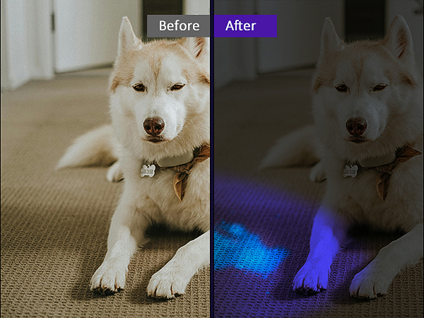 dog urine detector light