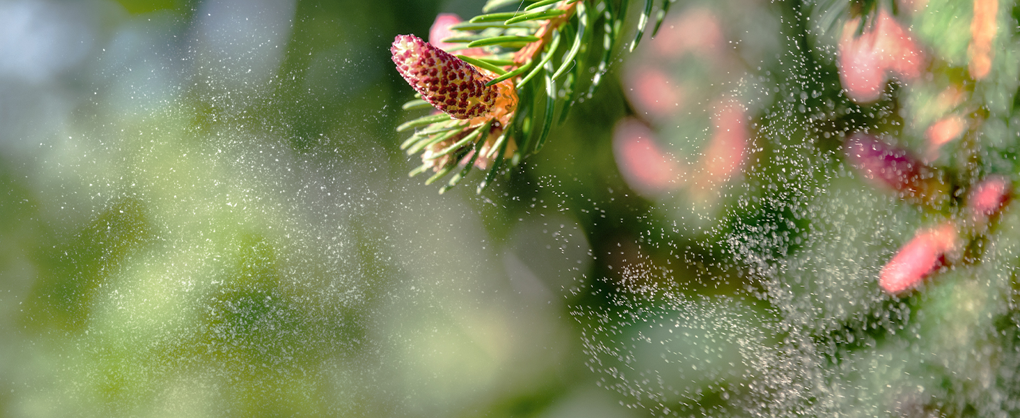 air purifier for pollen allergies