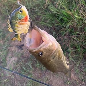 bass fishing