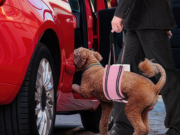 AIITLE Heavy-Duty Dog Lift Harness - Adjustable Hind Leg Support Sling for Elderly/Disabled Dogs