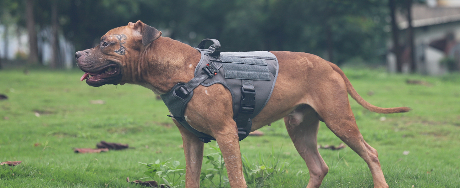 dog vest medium