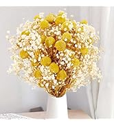 50 Pcs Dried Billy Balls &amp; White Baby’s Breath Flowers, 16" 30Pcs Dried Yellow Craspedia &amp; 20Pcs ...