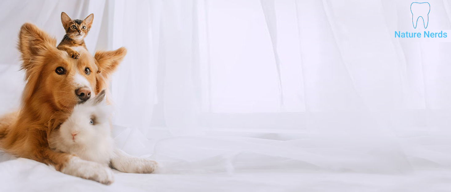 Plaque Remover for Teeth