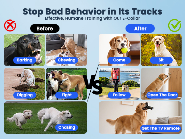 dog training behavior