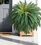 fake ferns