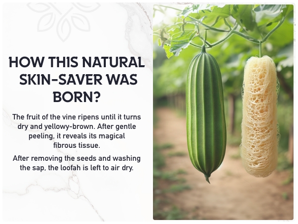 Loofah Pad