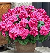 SITUMEIZI Artificial Geranium Flowers for Outdoors Geranium Silk Flower Outdoor Garden Plants 4Pc...