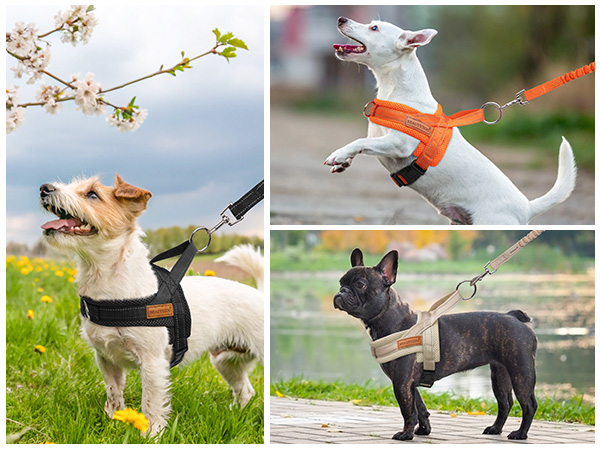 small dog harness