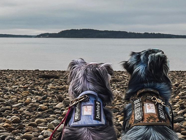 dog harness