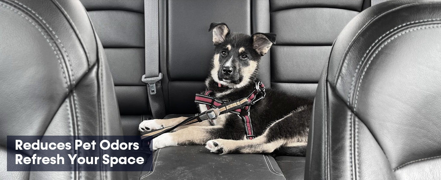 odor eliminator for car