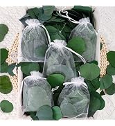 500+ Pcs Dried Real Eucalyptus Leaves - 5 Bags Natural Preserved Greenery Silver Dollar Eucalyptu...