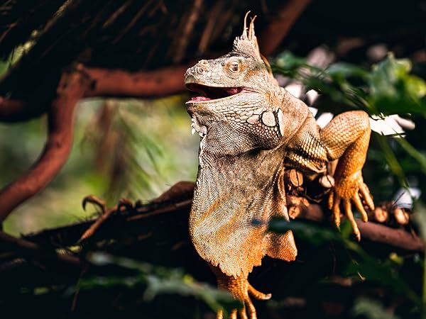 Reptile