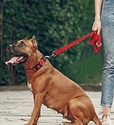 red dog collar