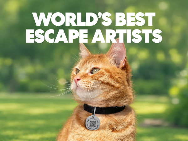 World's best escape artist - Pet Tag is for Cat's also.