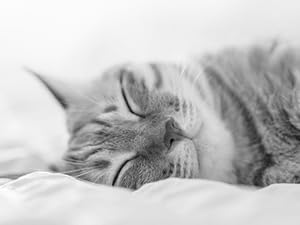 Make your pet enjoy fresh food and clean water