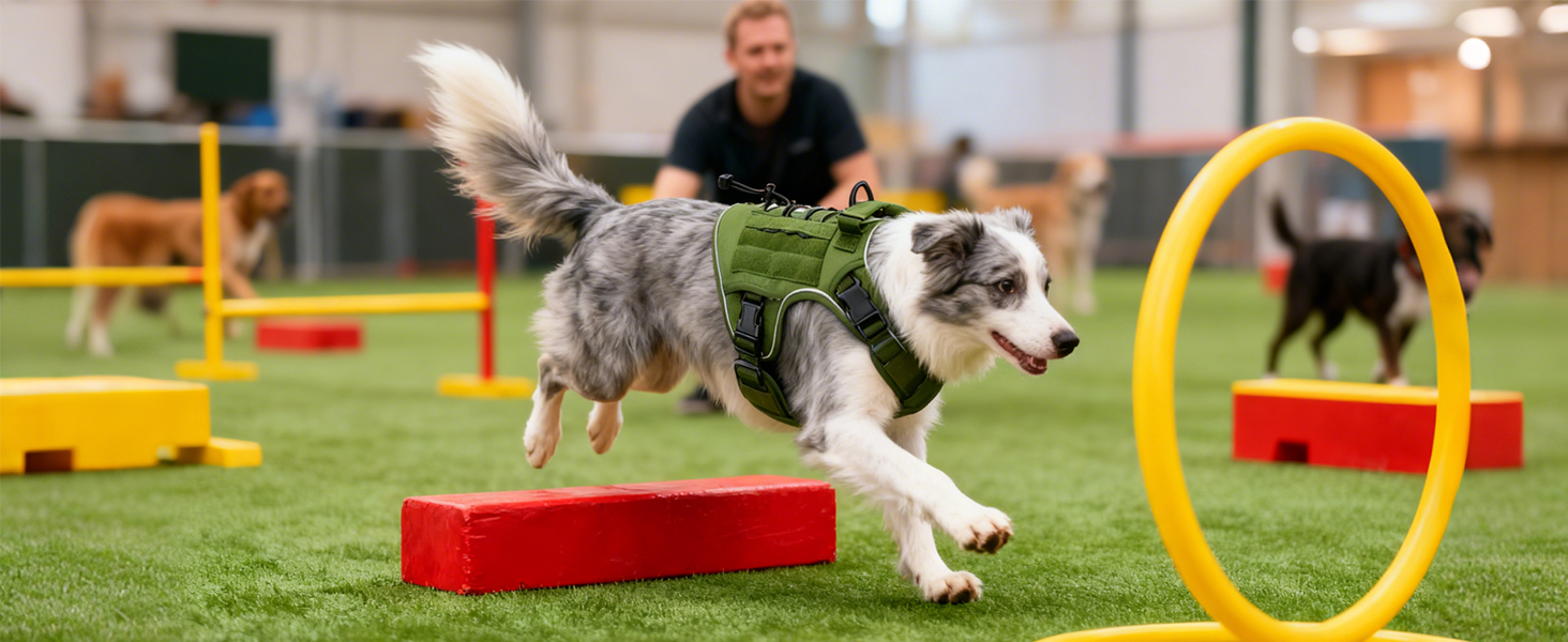 Harness for diverse activities:walking, training.Dependable partner for all your bonding moments.