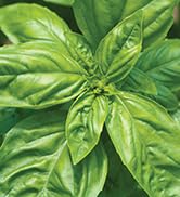 Burpee Genovese Basil Seeds - The Best Variety for Authentic Pesto