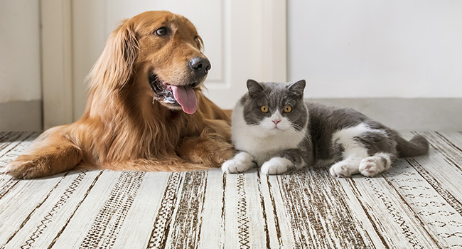 living room rug