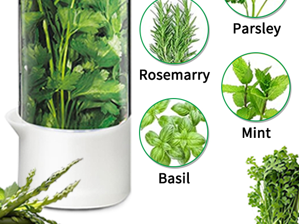 Herb Keeper for Refrigerator
