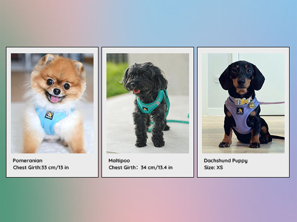 Size chart displaying three dogs wearing harnesses in different sizes, with measurement specifications shown below each image.