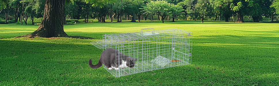 cat trap