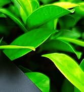 Close-up photograph of vibrant green tropical plant leaves against dark background, showing natural leaf texture and patterns.