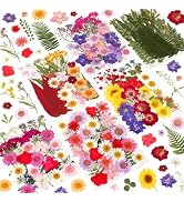 NESCCI 210 Pcs Dried Pressed Flowers for Resin,Real Nature Dried Flowers for Crafts Bulk Dry Flow...