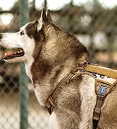 dog harness 02
