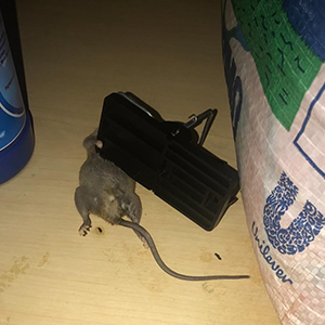 mouse traps indoor