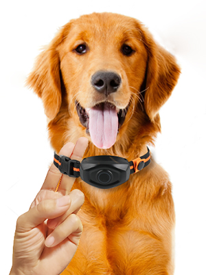 Dog Training Collar