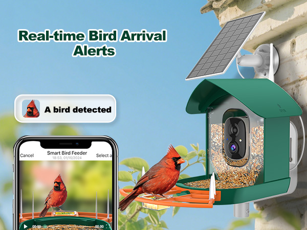 bird feeder with camera orange
