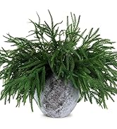 24 Pcs Christmas Norfolk Pine Branches Picks,18" Extra Length Artificial Xmas Branches Plants Pin...