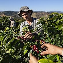 lavazza tierra sustainability