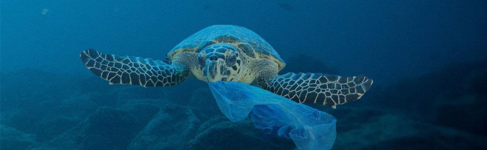 Turtles eat plastic