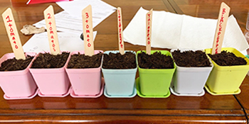 7 clear nursery pots for plants