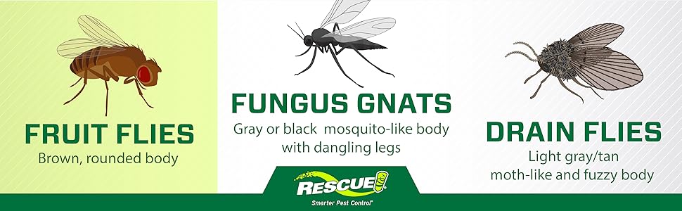 This trap is only effective for trapping fruit flies.