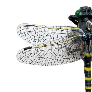 Detailed Wing Texture