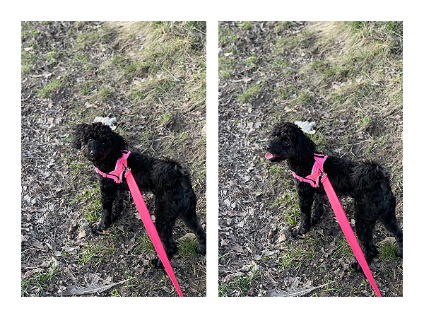 Walking Dog Harness and Leash Set