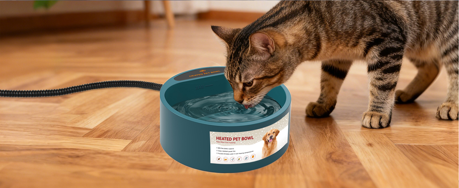 Cat Bowl