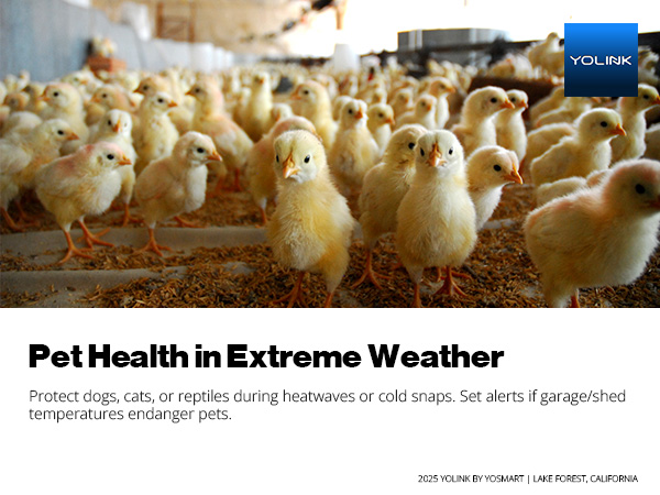 Pet Health in Extreme Weather