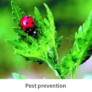 pest prevention