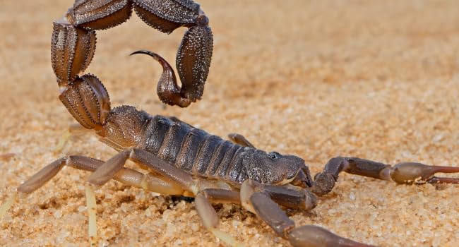 scorpion glue tray trap designed to catch and trap scorpions