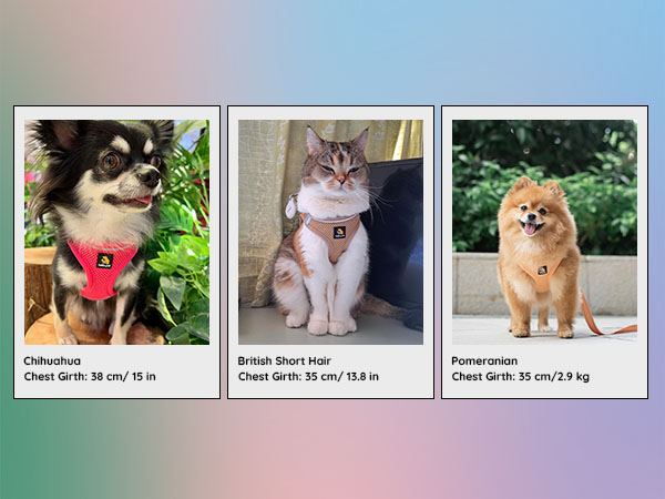 Pet size chart showing three different pets with their chest girth measurements displayed below each photo.